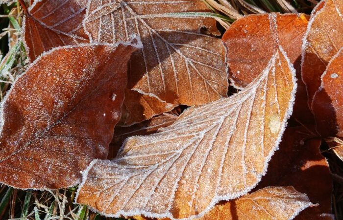 Feuilles d'automne givrées sur l'herbe lors d'un frais matin d'automne