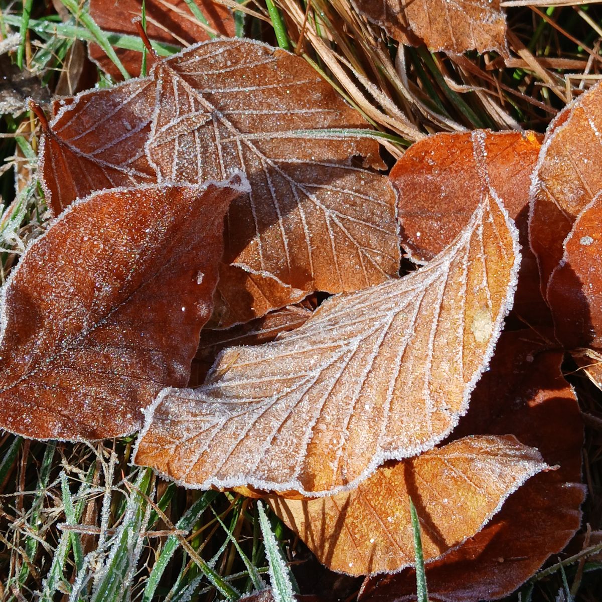 Feuilles d'automne givrées sur l'herbe lors d'un frais matin d'automne
