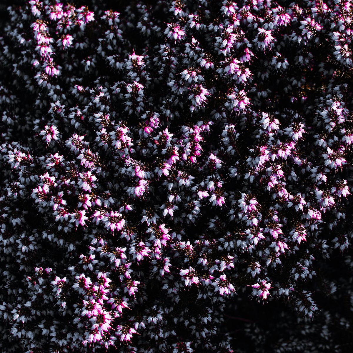 Fleurs de bruyère mauves en fleurs, végétaux rustiques résistants au froid automnal